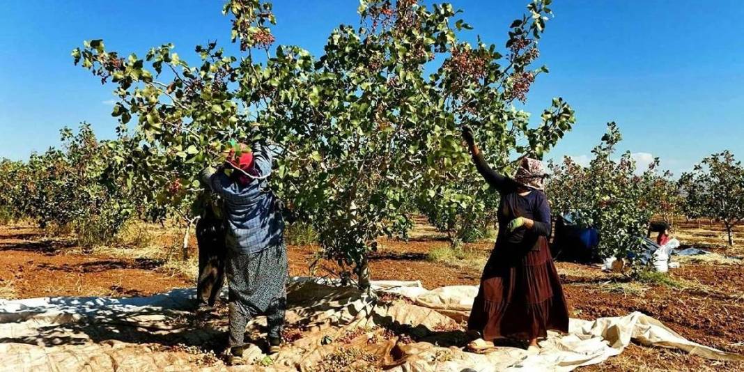 Zeytin ve buğdaydan umduğunu bulamayan çiftçi, fıstıkta güldü! 13 bin ağaçta hasat başladı: Bölgenin yeni umudu oldu 2